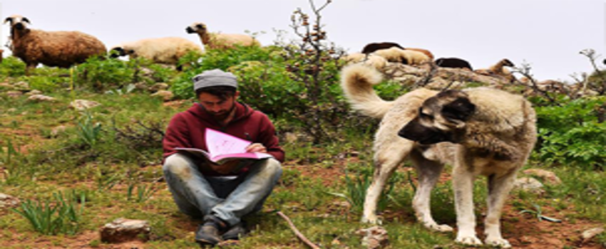 Hem Çobanlık Yapıyor Hem KPSS`ye Hazırlanıyor