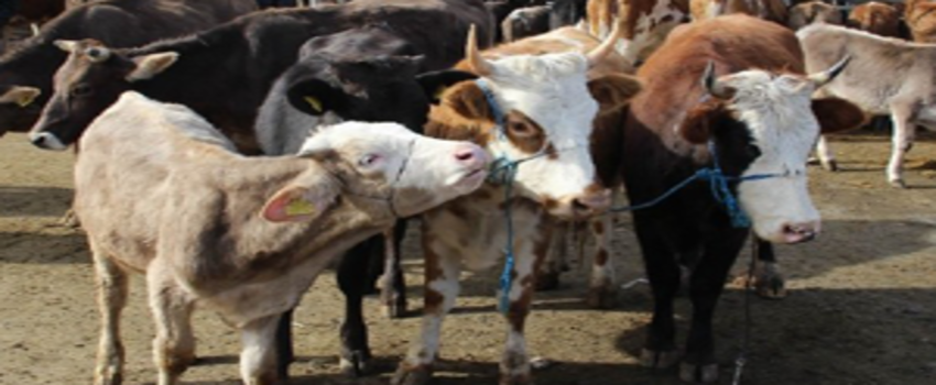 Bakanlık Deli Dana ve Scrapie Hastalığını Tazminat Kapsamına Aldı