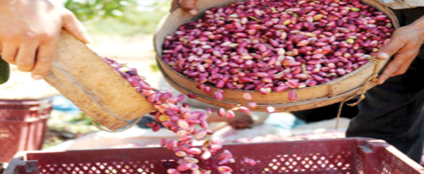 Fıstık Fiyatları 1 Haftada 50 TL Birden Geriledi