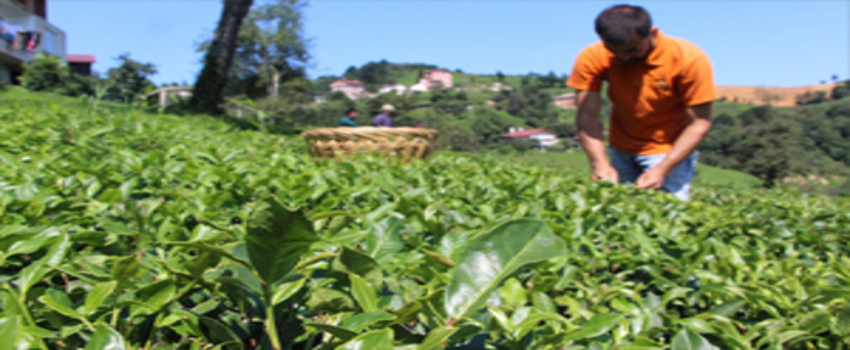 2,5 Yapraklı Çaya Yoğun Talep