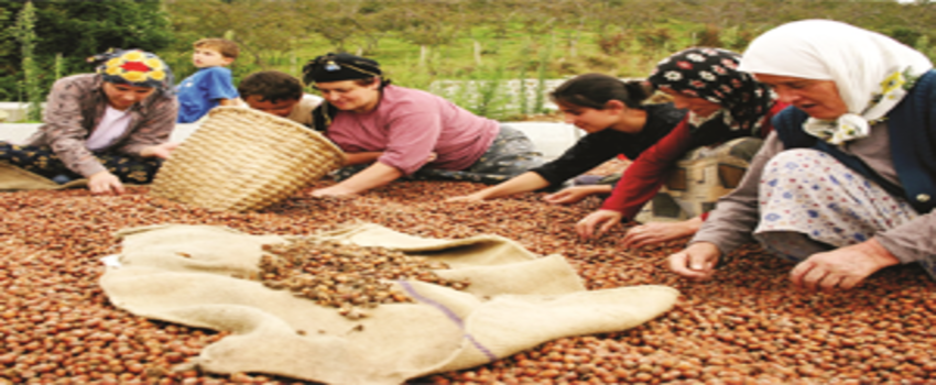 `Piyasaya Girecek Fındığı Emanete Bırakmayın`