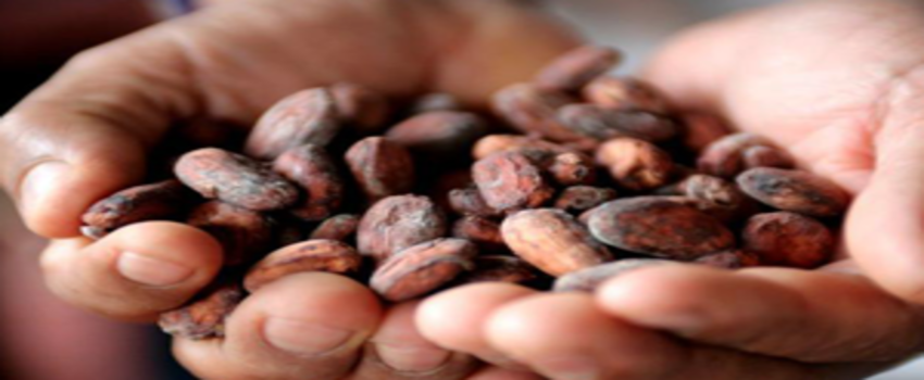 Kakaoda Virüs Alarmı