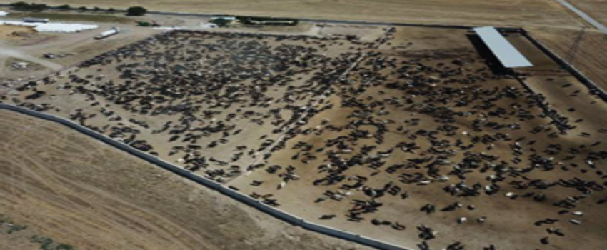 Tarım ve Orman Bakanı`ndan  Şarbon Açıklaması