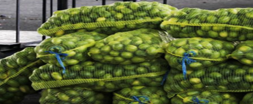 Turfanda Üretim Fiyatları Düşürecek