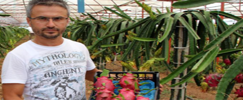 Biberi, Patlıcanı Bıraktı, Ejder Meyvesine Yöneldi