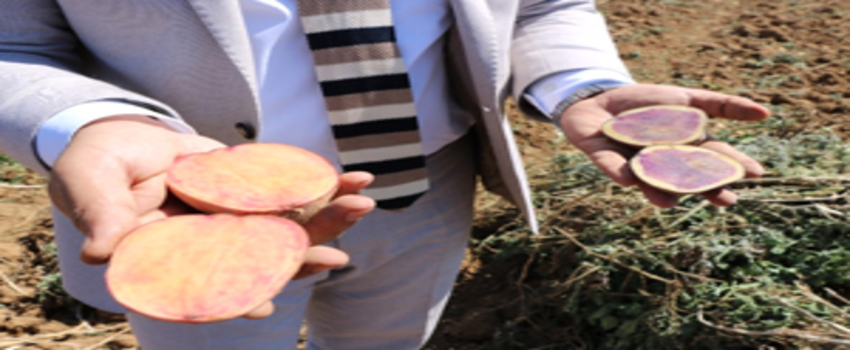 Türk Tarımında Bir İlk! Çok Yakında Tezgahlarda Yerini Alacak