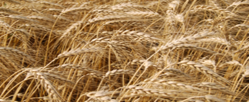 İlk Kez Rusya`dan Ruble İle Buğday Alacağız