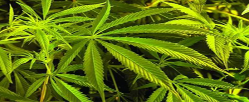 Depresyondaki Hayvanlara Esrar İle Terapi