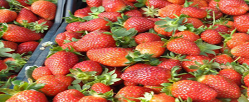 Kış Çileği Hasadı Başladı