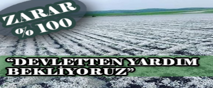 Dolunun vurduğu çiftçiler devletten yardım bekliyor