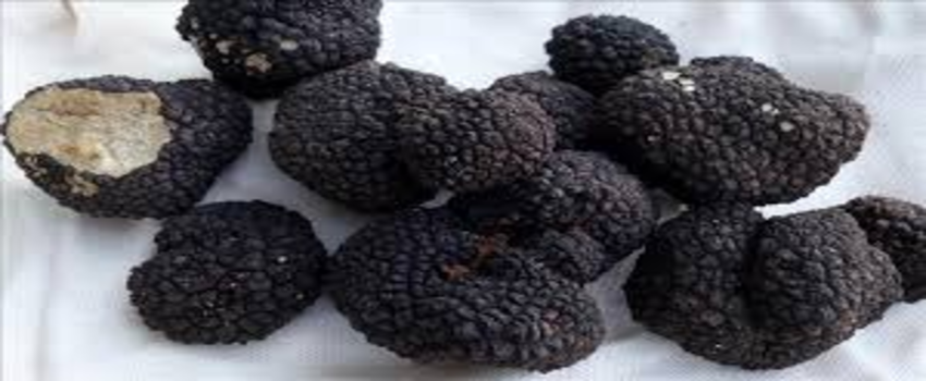 Trüf mantarında 350 milyon dolar ihracat hedefi