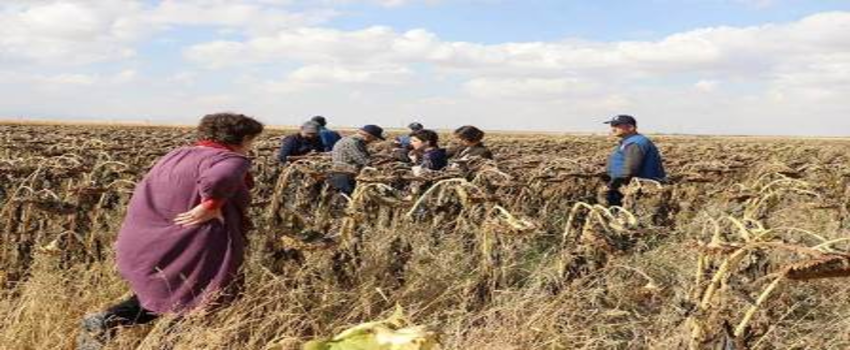 FAO Çiftçi Okulları 30 yaşında