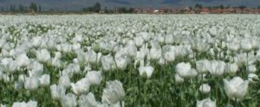 Haşhaş tohumunda ihracat krizi çözüldü