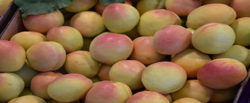 Malatya TSO: `Kayısı sahipsiz değil`