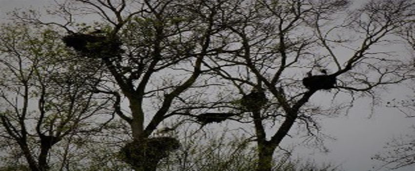 Doğasever vatandaşın dikkati sayesinde leylek yavruları kurtuldu