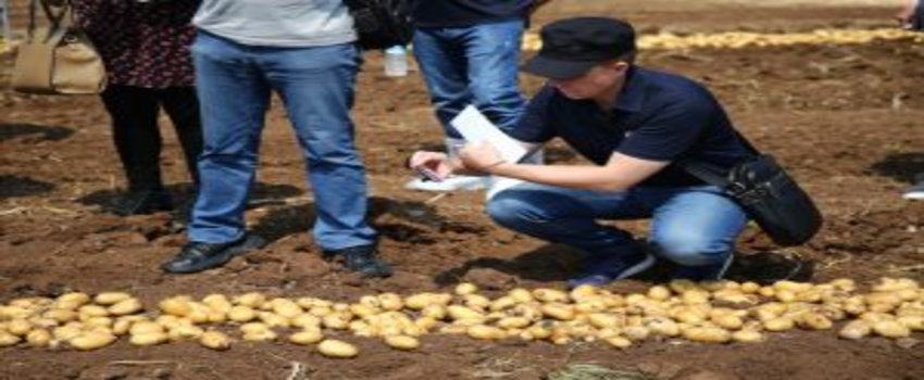 Yerli ve milli patates `Nahita` hasadı başladı