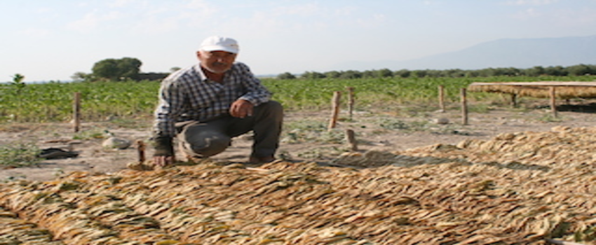 Tütün`de rekolte 75 bin ton