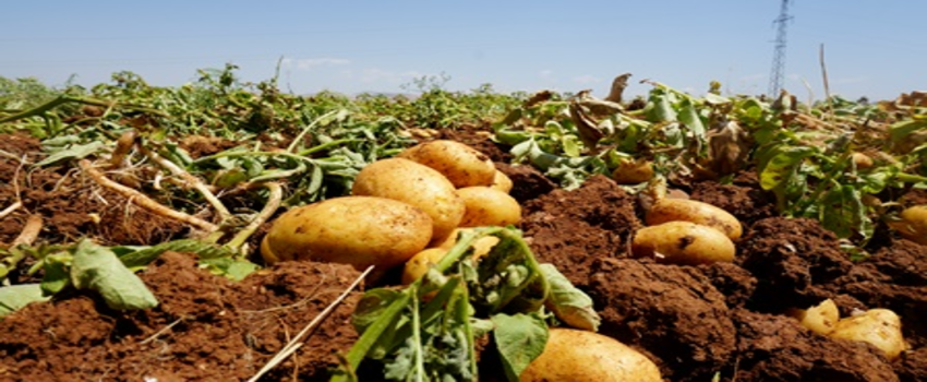 Patatese kayıt zorunluluğu geliyor