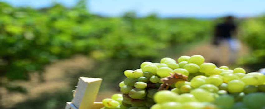 Bozcaada`da hasat başladı