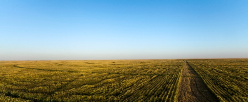 Hasat bitmeden ekim başladı