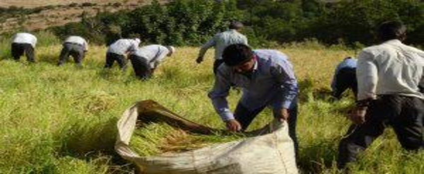 İmece usulü çeltik üretimi