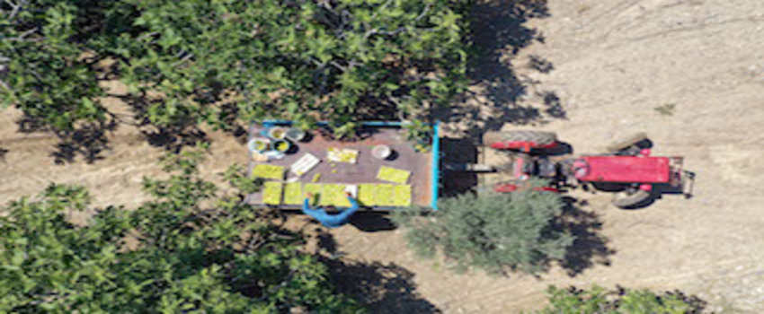 Sezonun ilk inciri hasat edildi