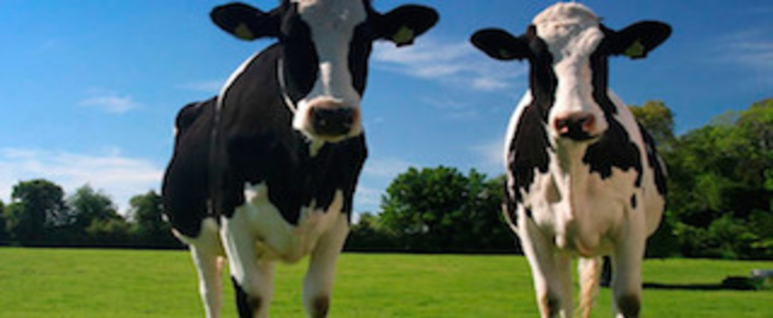 Sığırlardaki `Afrika hastalığı` için çalışma başladıldı