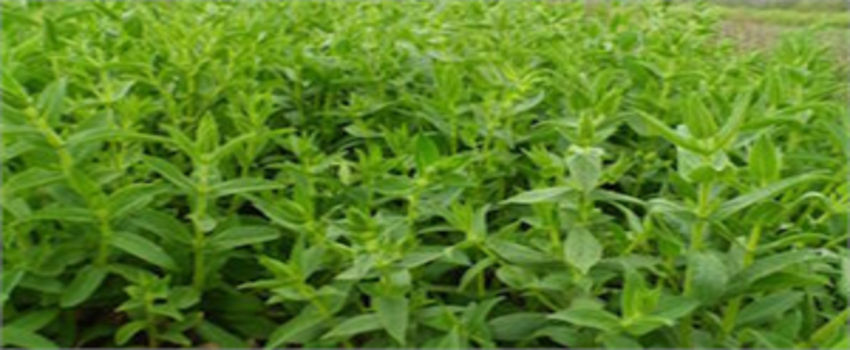 ÇİFTÇİ TIBBİ AROMATİK BİTKİLERİ KEŞFETTİ