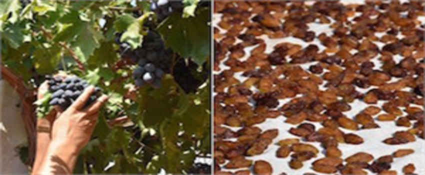 BESNİ ÜZÜMÜNDE HASAT ZAMANI