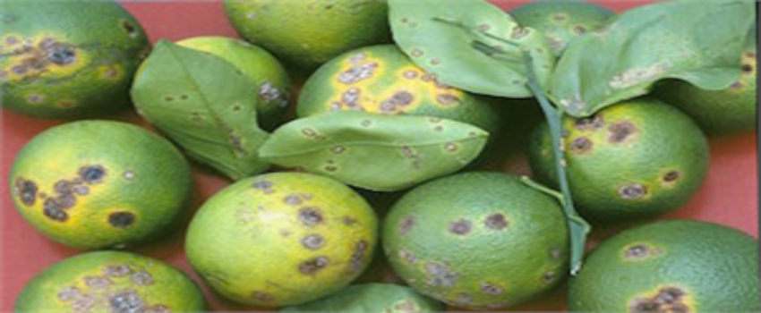 MEYVE HASTALIKLARI VE MÜCADELESİ