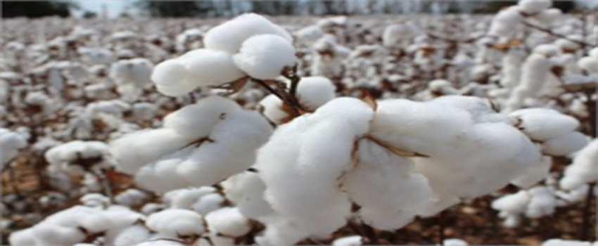 PAMUKTA FİYAT BELİRSİZLİĞİ DEVAM EDİYOR