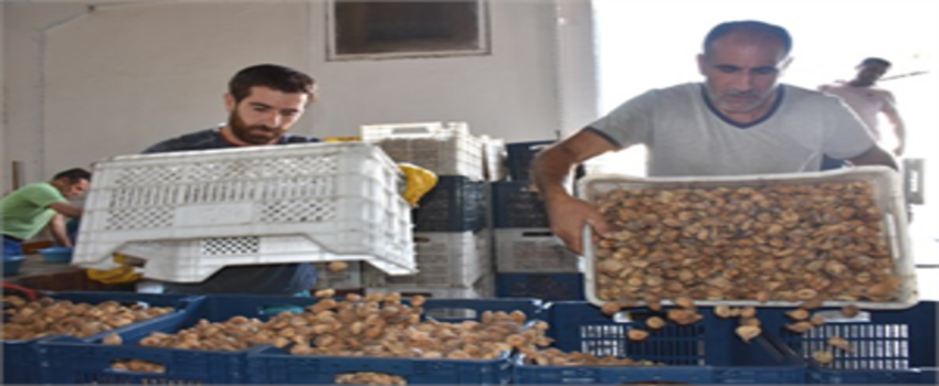 Tariş İncir Birliği, TMO Adına Bin Ton İncir Aldı