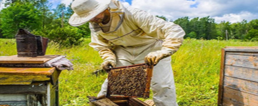 Organik Arıcılığa 10 Lira Destek