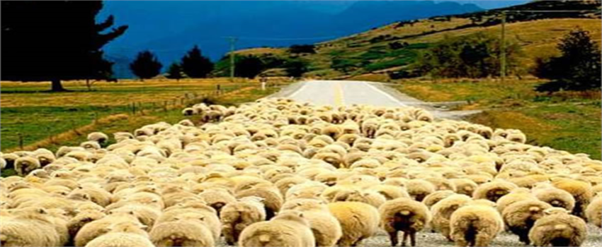 Sürü Yönetimi Elemanı Kursu Açıldı