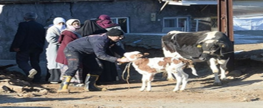 Depremde Hayvanları Telef Olan Vatandaşlara Hayvan ve Yem Desteği