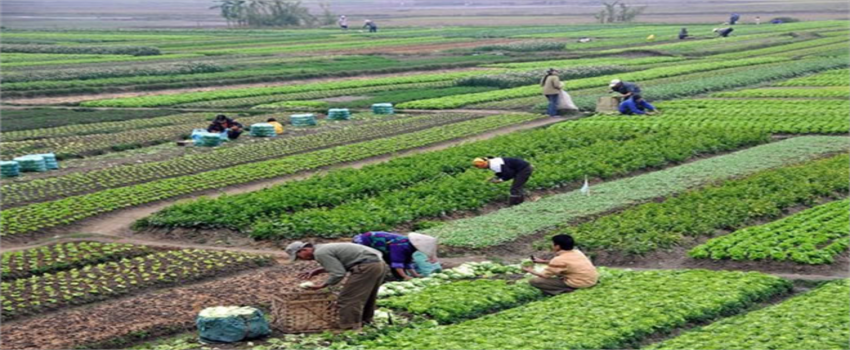 Bitkisel Üretim İstatistikleri Açıklandı!