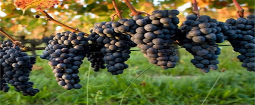 En Fazla Yaş Üzüm Fiyatı Artış Gösterdi
