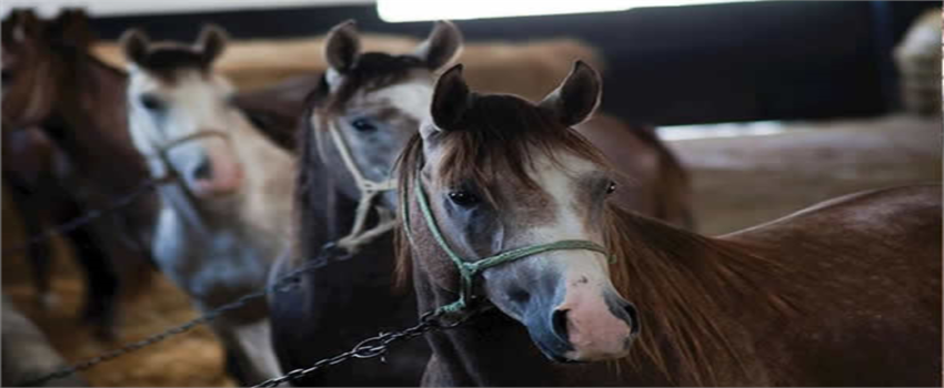 TİGEM 2019 Satış Verilerini Açıkladı