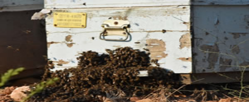 İklim Değişikliği Yaban Arılarının Neslini Tehdit Ediyor