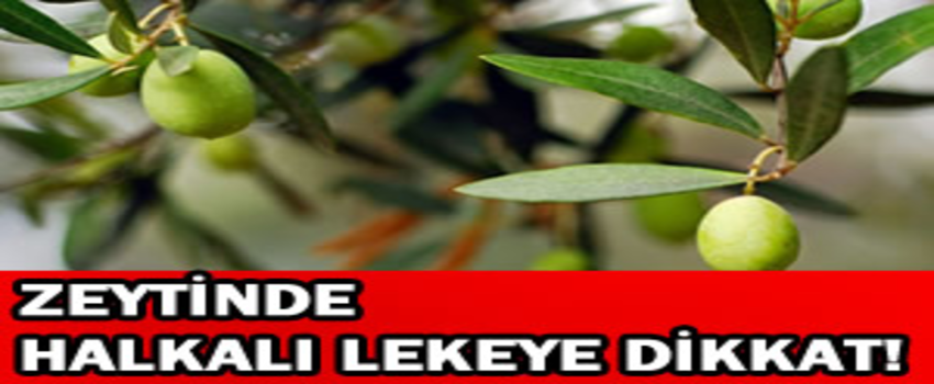 Zeytinde Halkalı Lekeye Dikkat!