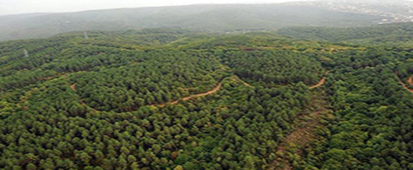 Orman Zararlılarıyla Mücadele İçin 7,7 Milyon Lira Harcandı