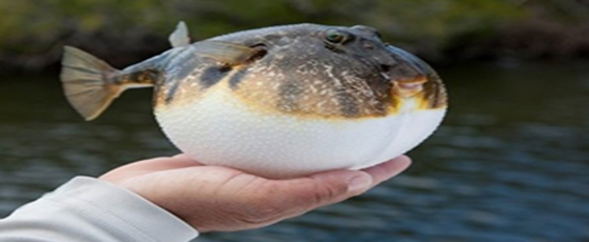 Av Yasağı Kalktı Peki Ama Şartları