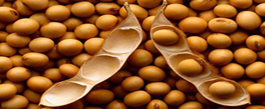 Küresel Üretimde En Fazla Artış Soya Fasulyesinde Bekleniyor