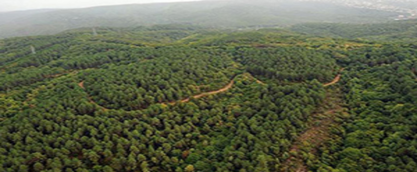 Gaziantep`in Orman Varlığı Artıyor