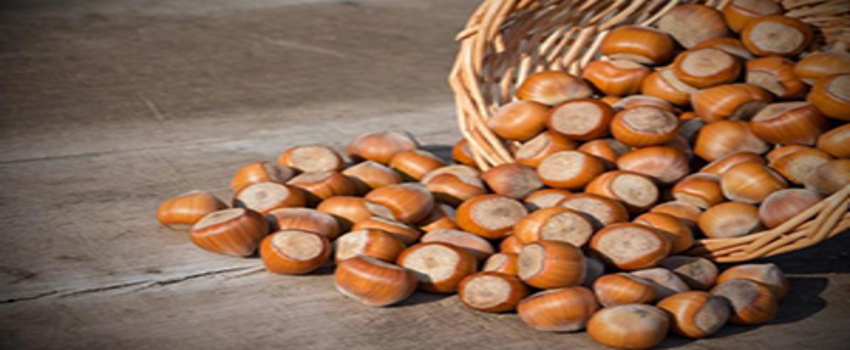 TMO Nisanda 20 Bin Ton Fındık Satacak