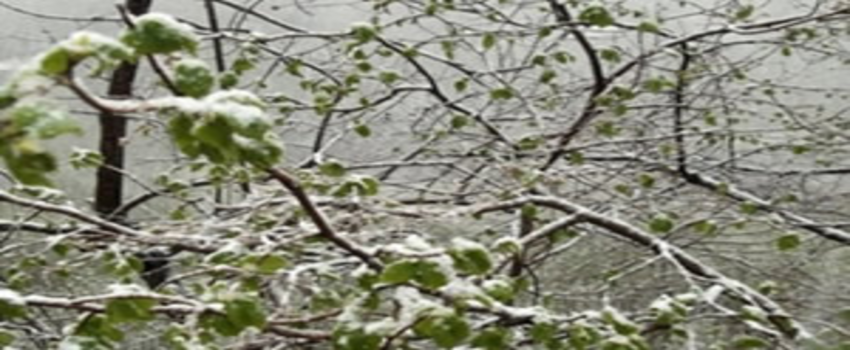 Fındıkta Tarım Sigortası Başvurusu Uzatıldı