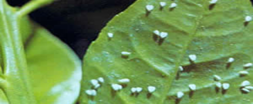 Turunçgil Beyazsineği ve Mücadelesi (Dialeurodes citri)