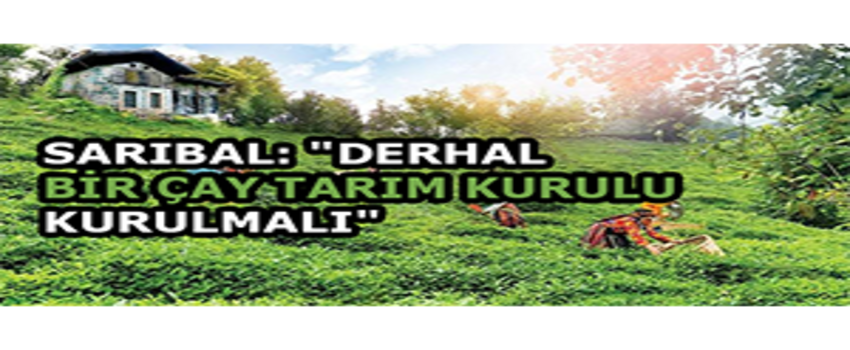 Sarıbal: `Derhal Bir Çay Tarım Kurulu Kurulmalı`