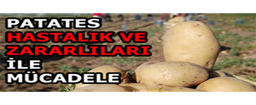 Önemli Patates Hastalık ve Zararlıları İle Mücadele