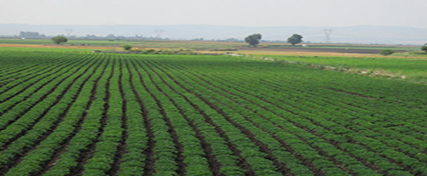 Edirne`de Tarıma Elverişli Arazilerin Tamamı Ekildi